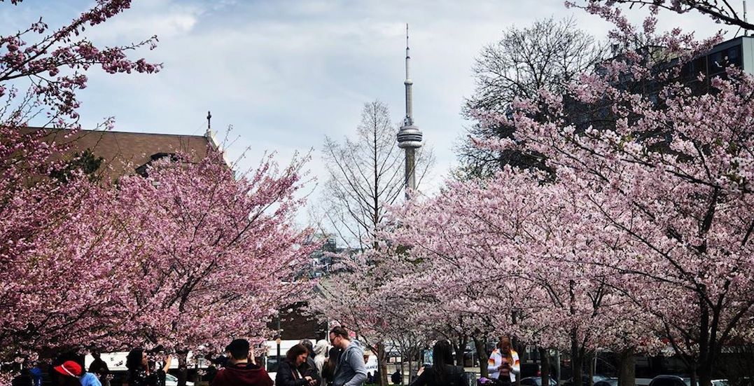 در High Park تورنتو می توانید به تماشای شکوفه های گیلاس بنشینید