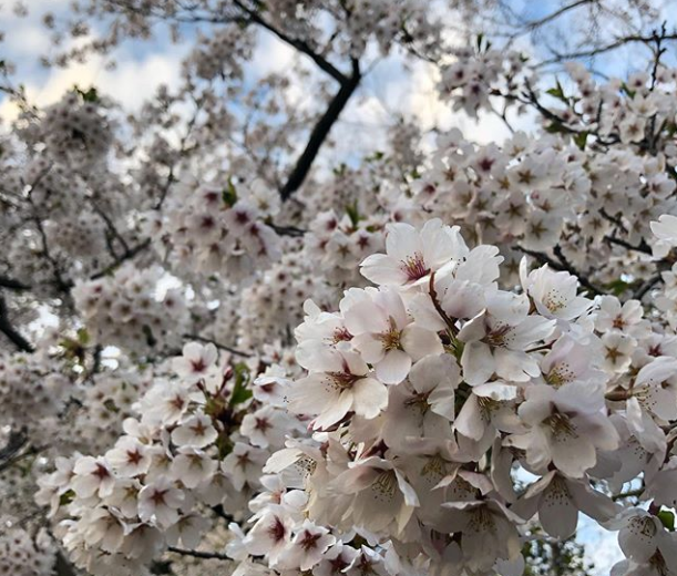 در High Park تورنتو می توانید به تماشای شکوفه های گیلاس بنشینید