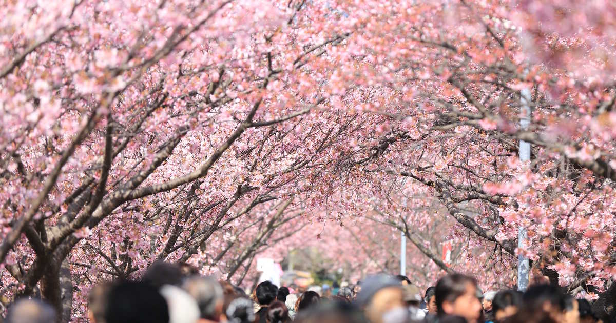 در High Park تورنتو می توانید به تماشای شکوفه های گیلاس بنشینید