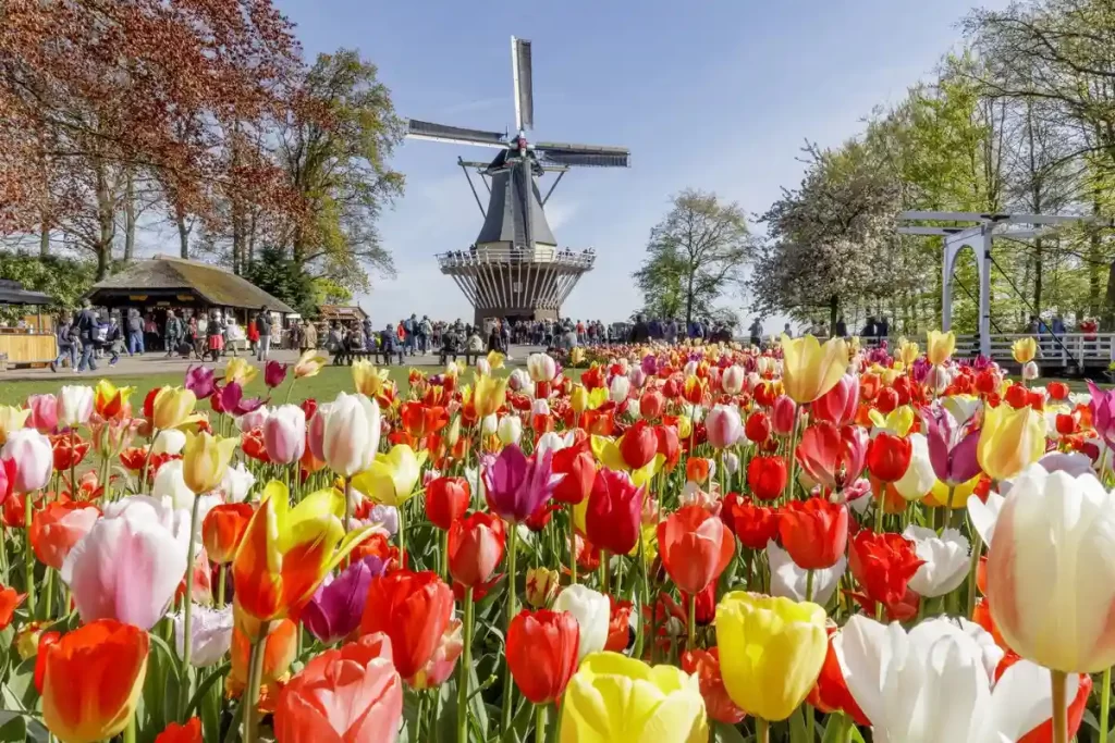 باغ کوکنهوف (Keukenhof)؛ سرزمین گل‌های لاله در هلند