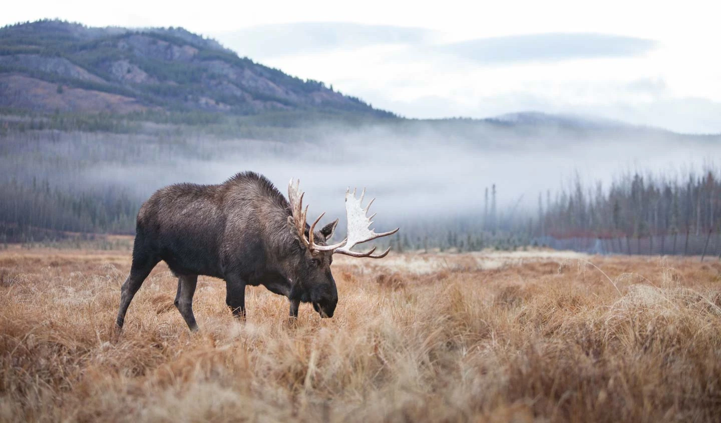 چشمانداز پناهگاه حیات وحش یوکان و گوزن شمالی در یوکان