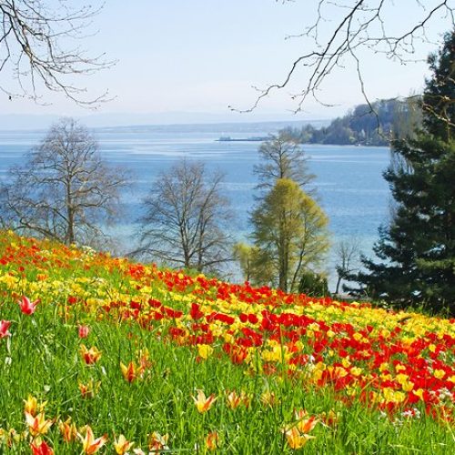 جزیره مایناو